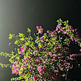Photo of Shreya