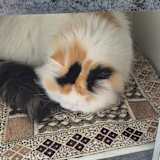 Photo of Aishi