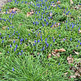 Photo of Nisum giri
