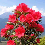 Photo of Shabana Nisha