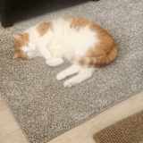 Photo of Andrea BARNES