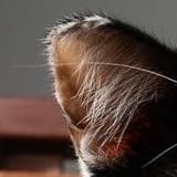 Photo of Felicia