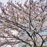 Photo of はるか