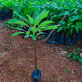 Photo of Wadzanai Daisy Madyira