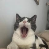 Photo of Nat