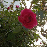 Photo of Del