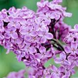 Lodina Martin-Ferron