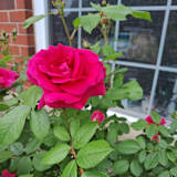 Photo of Gurpreet Kaur