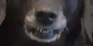 Photo of Angel lambie