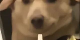 Photo of Alvin