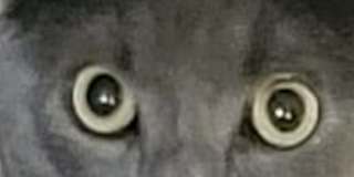 Photo of Julie Francis