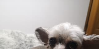 Photo of ren
