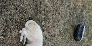 Photo of Himanshi Choudhary