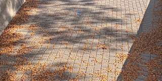 Photo of ANMOL NEUPANE