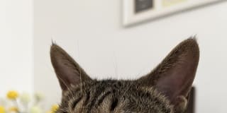 Photo of Kaina