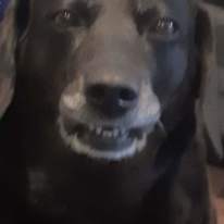 Photo of Angel lambie