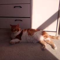 Photo of dee figueira