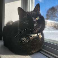 Photo of Finch