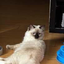 Photo of Rosie