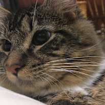 Photo of Zanni