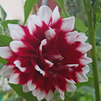 Photo of Dumitru