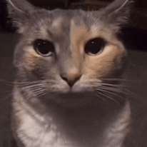 Photo of Divana
