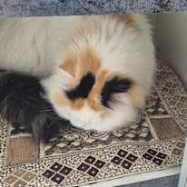 Photo of Aishi