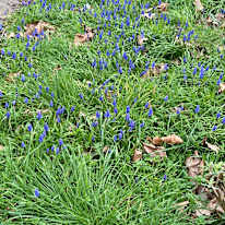 Photo of Nisum giri