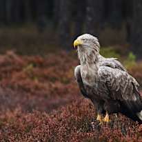 Photo of Barend