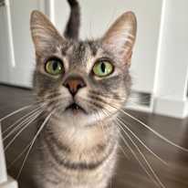 Photo of Layla