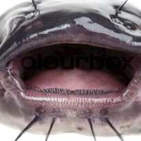 Photo of Kaitlin Grill