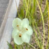 Photo of Hazel