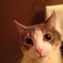 Photo of Mouse