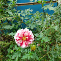 Photo of Paula