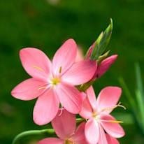 Photo of Buhle