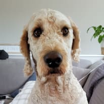 Photo of Brandon