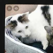 Photo of Miss Renee K. Taylor-BA-French