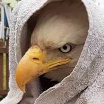 Photo of Harshit Kaushal