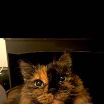 Photo of Bellatrixx