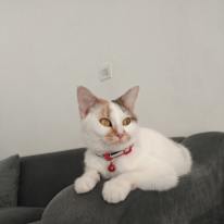 Photo of Rabe-ah Gawhari