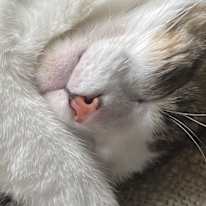 Photo of Kali