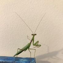 Photo of Pam