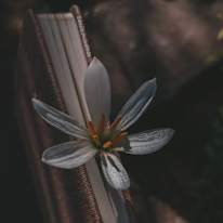 Photo of sukhmandeep kaur