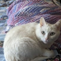 Photo of Moose