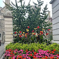 Photo of Daniela Joy Lee