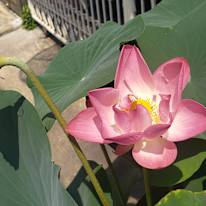 Photo of Lotus