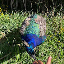 Photo of Taz