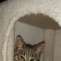 Photo of Camillia