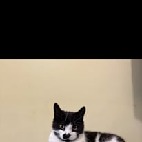 ABINAYA SENTHILKUMAR