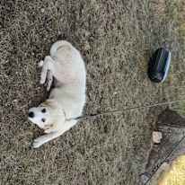 Photo of Himanshi Choudhary